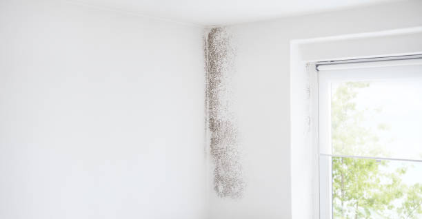 Best Post-Construction Mold Inspection  in Butler, PA