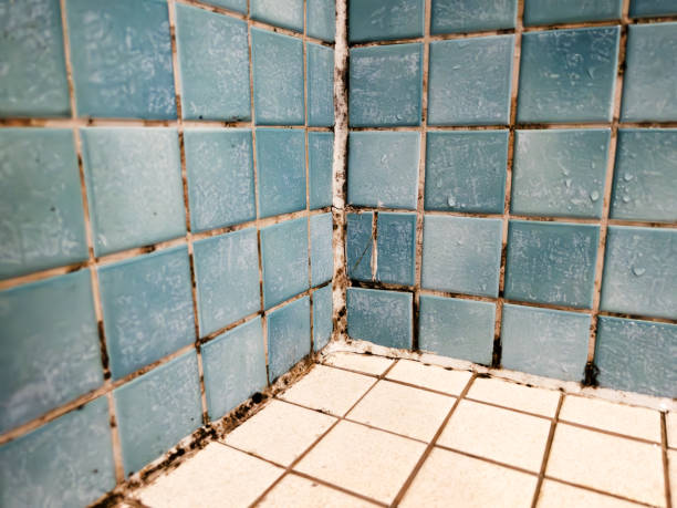 Best Residential Mold Inspection & Testing  in Butler, PA