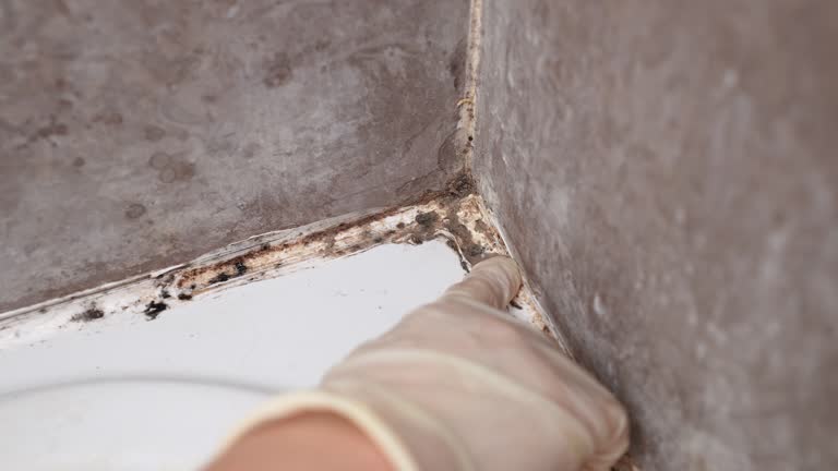 Best Mold Odor Removal Services  in Butler, PA